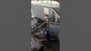 Escape serbian dancing lady in real life horror #parkourpov #serbiandancinglady #shots #phungparkour