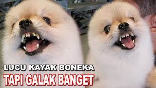 Download lagu Lucu Kayak Boneka Tapi Galak Banget - Jerry Si Anjing Mini Pom mp3