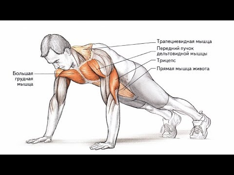 Видео: Какие мышцы работают отжимания?