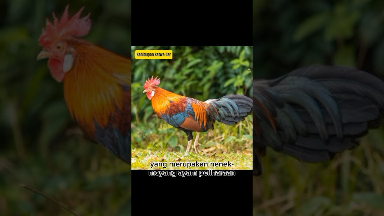 Ayam Hutan Merah Adalah Nenek Moyang Ayam Peliharaa