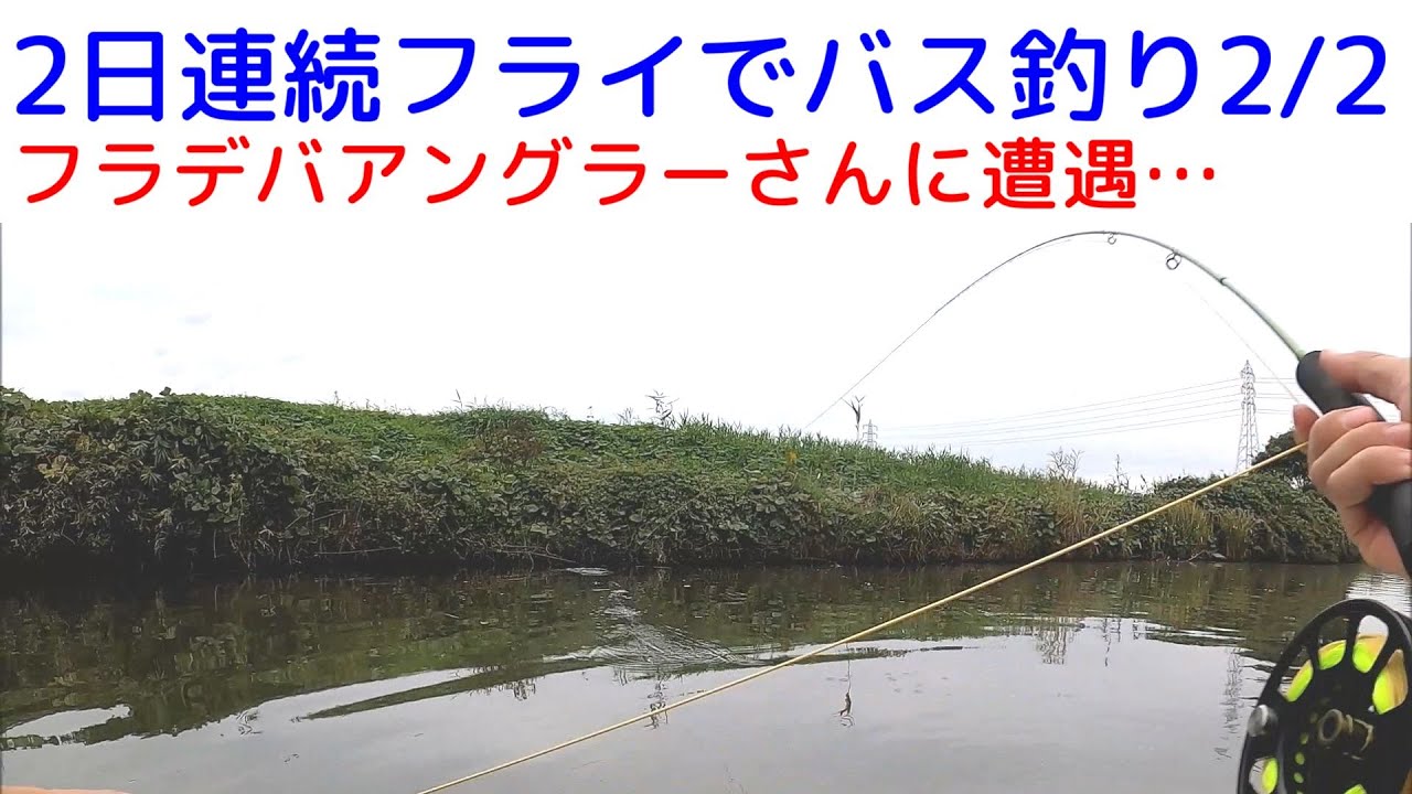 2 2 2日連続フライでバス釣り 霞水系トップウォーター Youtube