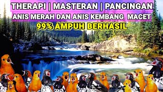 PANCINGAN MACET semua jenis burung ANIS | PUNGLOR. 99% BERHASIL GACOR.!!!