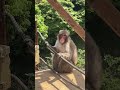 ロープが気に入ったみたい #monkey #ニホンザル #嵐山モンキーパーク