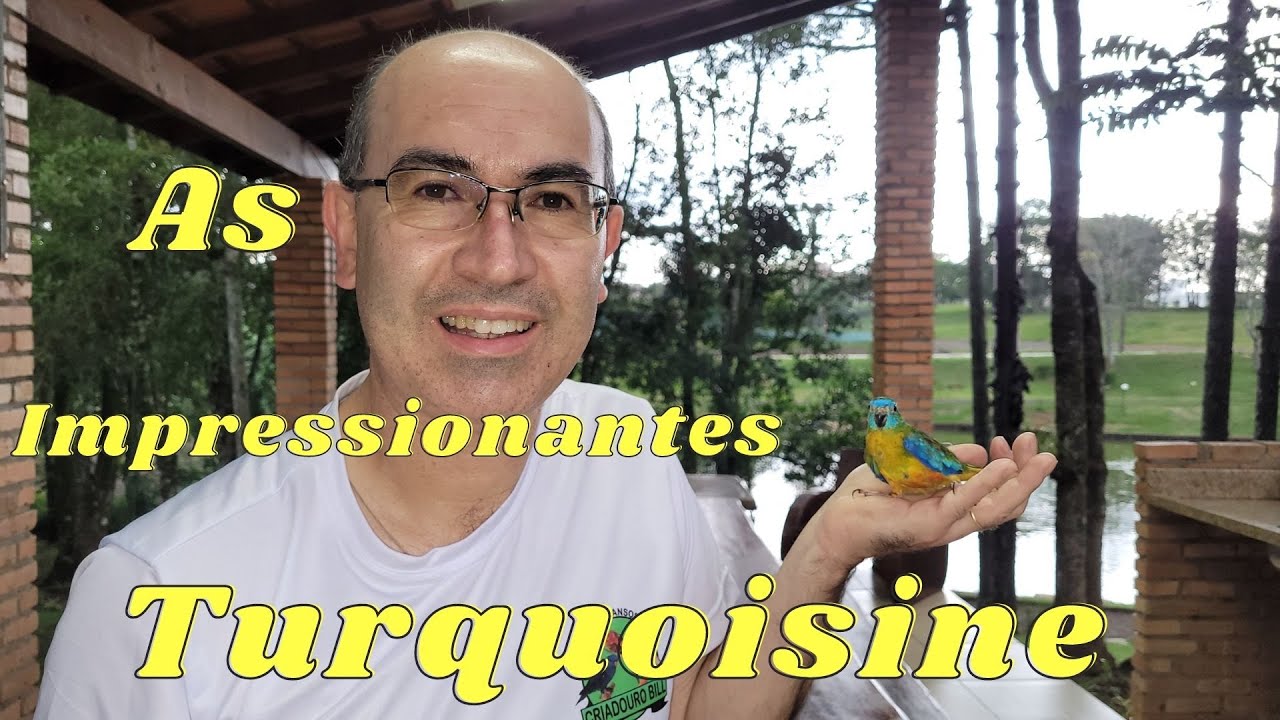 CONHECENDO AS NEOPHEMAS TURQUOISINE!