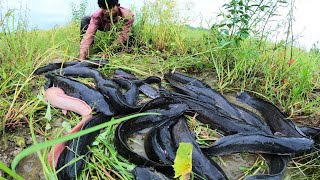 Mastering the Art of Ease: Hand Fishing Techniques for Abundant Fish in Field&#39;s Shallow Waters!