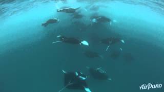 Underwater Video With Manta Rays, Maldives