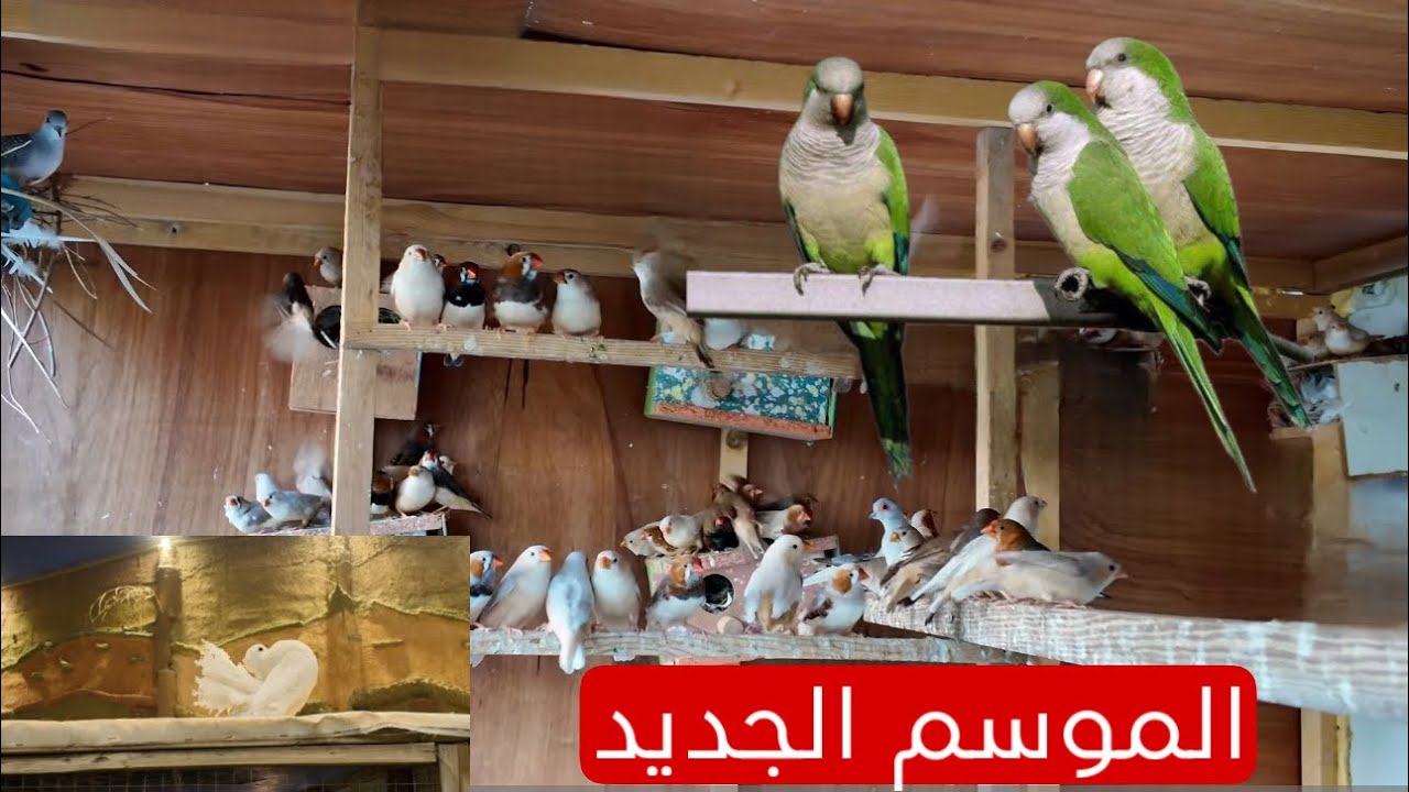 موسم انتاج الطيور الجديد بلش 2026