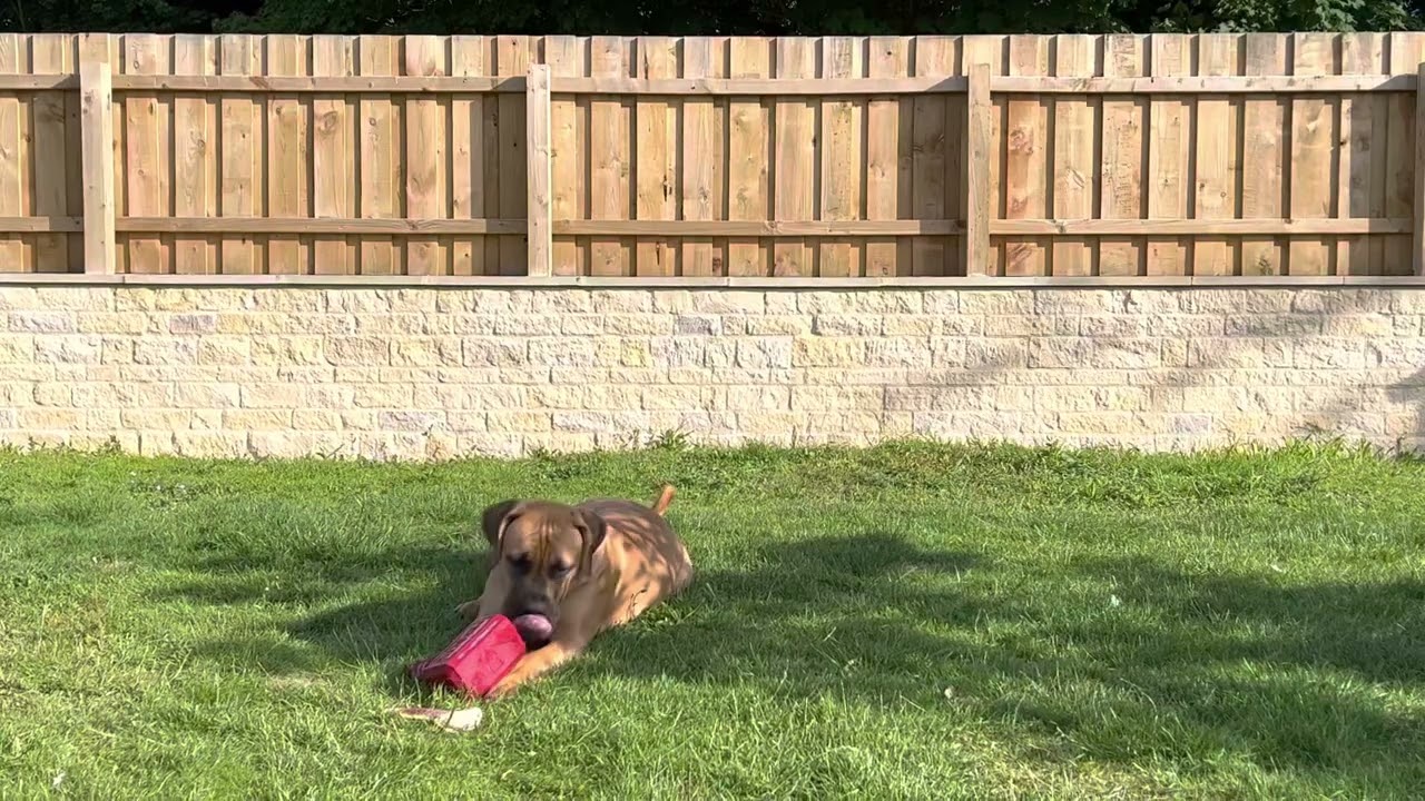 Boerboel puppy bird songs 🕊🦜🦩