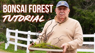 How to Make a Maple Bonsai Forest