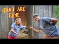 The Quail Are Gone! (This Farm Life)