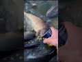 Самая любопытная рыба))