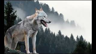 Evolution wolf