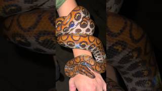 My favorite yoinkes ￼#snake#viral#wildlife#youtube#animals#educational#python#anaconda