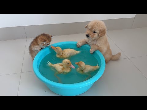 It's so funny how three little ducks try to invite a kitten and a golden retriever puppy to swim!