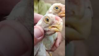 japani white Shamoo murghy #aseelmurga #roosterfarm #birds #rooster #viralshorts #cute #2026