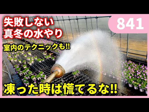 Tips for watering plants in the middle of winter without fail by