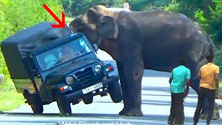 Incredible Elephant Launches Shocking Attack On Cab!