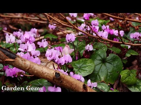 Video: Hardy Cyclamen Qulluğu - Sərt siklamen lampalarının açıq havada əkilməsi