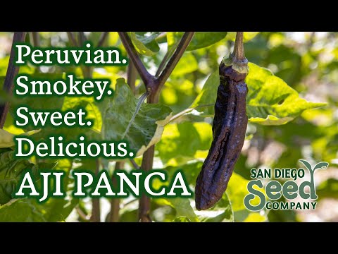 Wideo: Aji Panca Chili Pepper Care: Wskazówki dotyczące uprawy Aji Pancas w ogrodzie