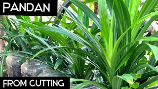 Growing PANDAN from Cutting || How to Propagate PANDAN in Water