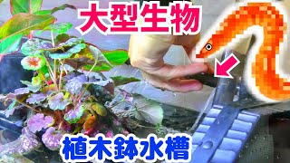 水槽に植木鉢入れて大型魚の飼育【お盆休み暇人専用一気見版】