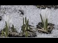 🌸Весна. Пробуждение. Первый день весны.Чайковский "Вальс цветов" Tchaikovsky - Waltz of the Flowers