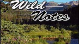 Wild Notes with Nick Molle - Big Horn Sheep screenshot 2