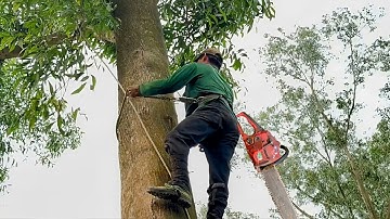 Cưa cây tràm bông vàng siêu to . Ở vị trí khó . Cưa cây kỷ thuật cao
