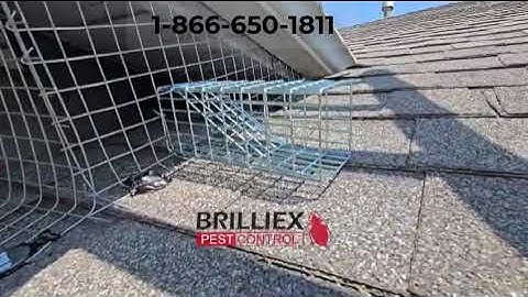 Humane Squirrel Removal with One-Way Door Installation