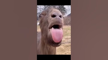 Thumbnail of blsh blah blah#shorts #funny#goat#blah@DogManDoStuff
