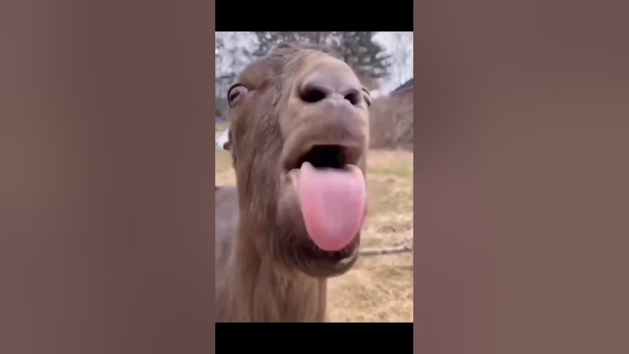 blsh blah blah#shorts #funny#goat#blah@DogManDoStuff