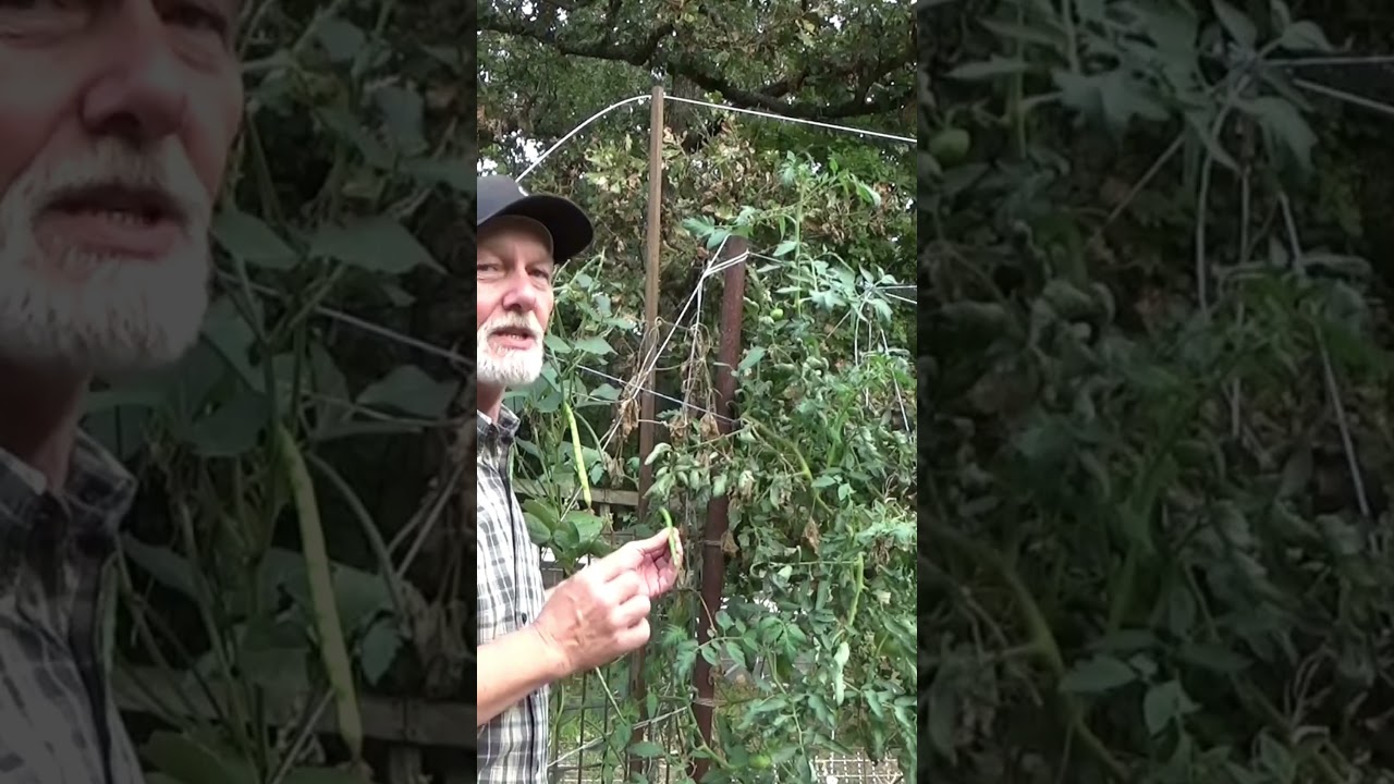 Leaf footed beatle and Cow peas 