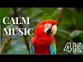 Bird Sound | Relaxing Music | soft Piano Music|4k videos| mind with my music🌿🎶