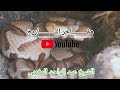 قصيدة/ قل للطبيب ـ للشيخ عبدالواحد المغربي