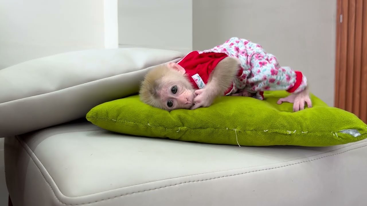 Lucky led Sunny to climb and a terrible accident happened to Sunny