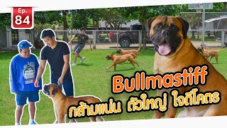 Bullmastiff กล้ามแน่น ตัวใหญ่ ใจดีโคตร!  เพื่อนรักสัตว์เอ้ย EP.84