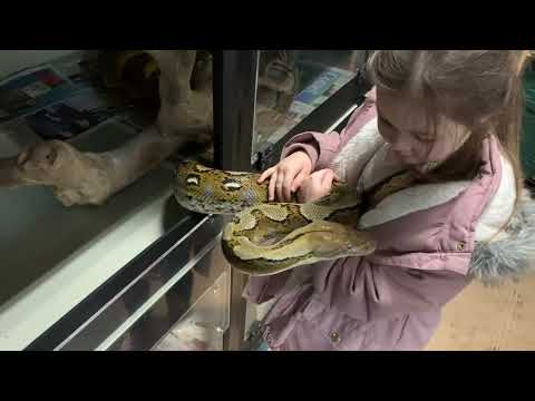 Daddy & Daughter Reticulated Python Handling.