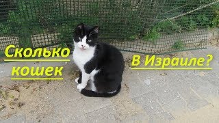 Сколько кошек живёт в Израиле? Я в гостях на 10 дней декабрь-январь Сколько кошек живёт в Израиле? Я в гостях на 10 дней декабрь-январь