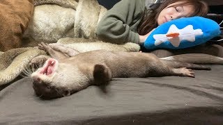 ぐでぐでカワウソのモーニングルーティン Morning Routine of the Otter ' Syamoji'