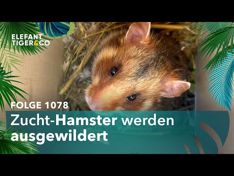 Rettet den Hamster! (Folge 1078) | Elefant, Tiger \u0026 Co. | MDR