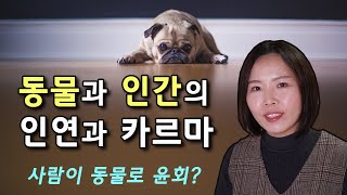 동물과 인간 사이의 카르마, 반려동물의 전생 인연, 사람이 동물로 윤회하는가?