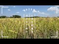 2025年お米の収穫の様子をご紹介[千葉県大網白里市・岩瀬ファーム]