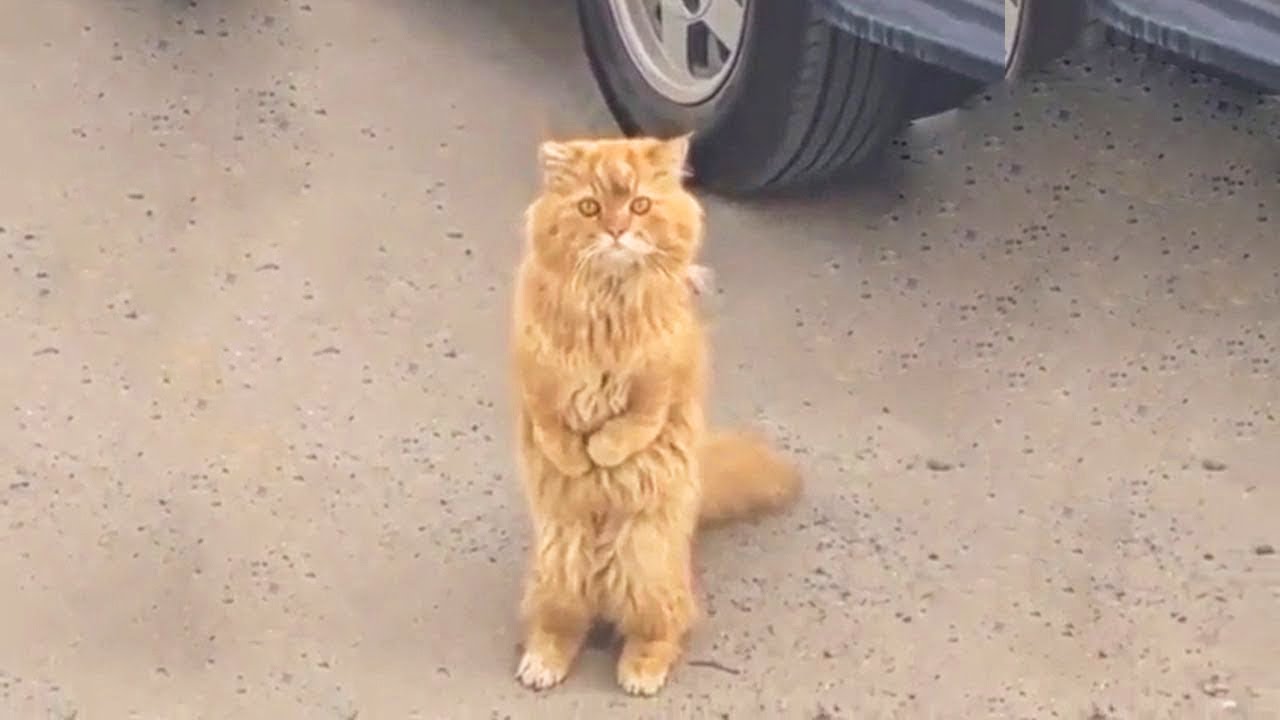 Special Stray Cat Begged Passersby For Help And One Day a Miracle