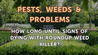 How Long Until Signs of Dying With Roundup Weed Killer?
