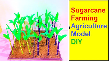 Sugarcane Farming Agriculture Model Making | DIY | howtofunda
