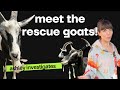 MEET OUR RESCUE GOATS AT THE FARM ANIMAL SANCTUARY!