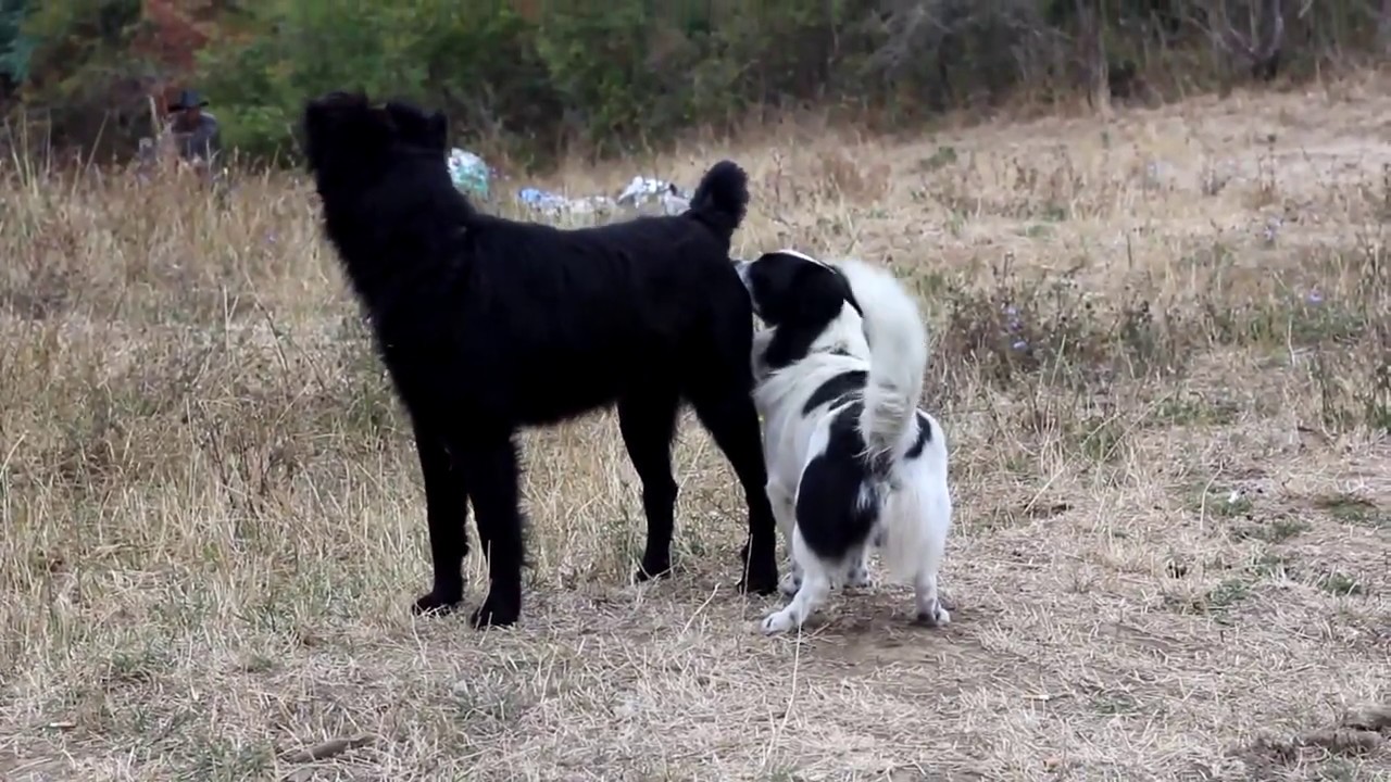  VIRAL  Begini Cara Anjing Yang Baru Bertemu Berkenalan - YouTube