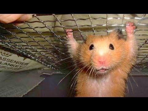 funny-hamster-compilation