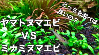 水草水槽へ入れるのはどっち？ヤマトヌマエビVSミナミヌマエビ それぞれの特徴解説と選択のポイント How to select shrimp for the aquarium