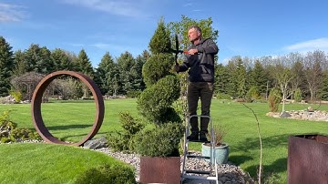 Spiral Juniper: How to Trim and Shape